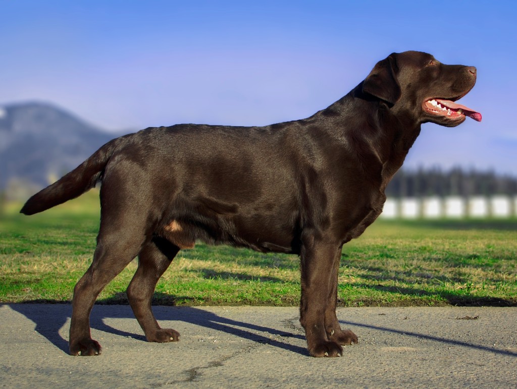 Egon Ideal Dog „Max“